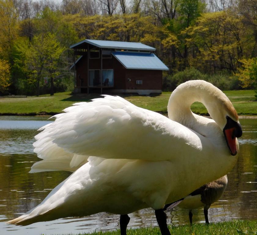 Отель Serenity Springs - Michigan City Springfield Экстерьер фото